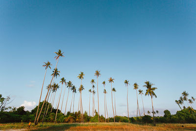 Palm trees on field against clear blue sky