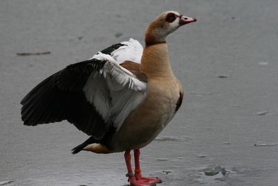 Egyptian goose on frozen lake