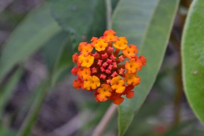 Close-up of fresh orange flowers in bloom