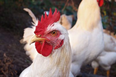 Close-up of rooster