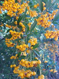 Close-up of yellow flowering plant