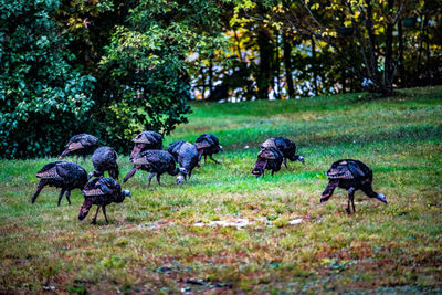 View of birds on field