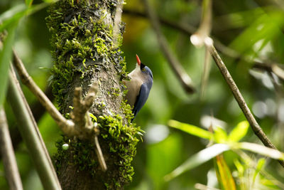 Close-up of bird perching on tree trunk