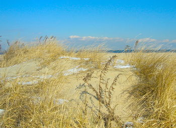 Scenic view of beach against clear sky