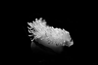 Close-up of jellyfish against black background