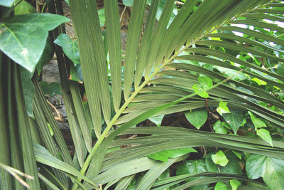 High angle view of green leaf on field