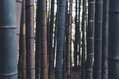 Close-up of bamboo trees in the forest