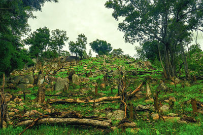 Trees in forest against sky