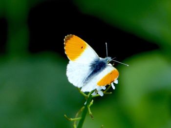 Close-up of butterfly perching on flower