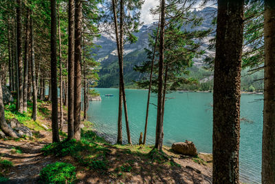 Pine trees by lake in forest