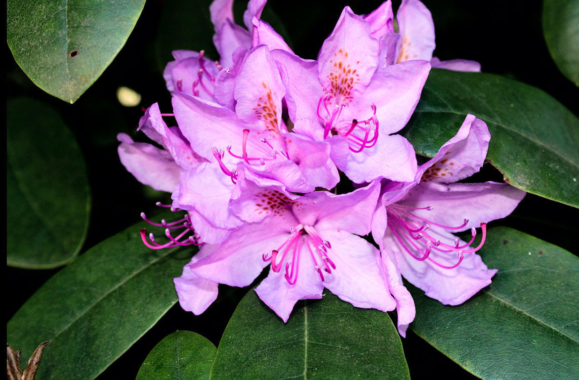 CLOSE-UP OF PINK FLOWER WITH LEAVES