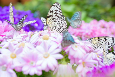 Close-up of butterfly pollinating on pink flower