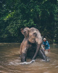 Man splashing water on elephant in lake