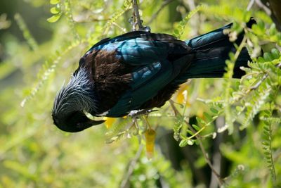 Close-up of tui bird perching on a tree