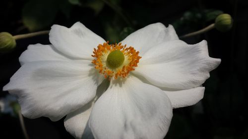 Close-up of white flower blooming outdoors