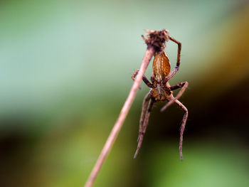 Close-up of spider