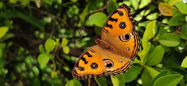 Close-up of butterfly pollinating flower