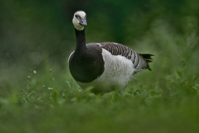 High angle view of bird on field