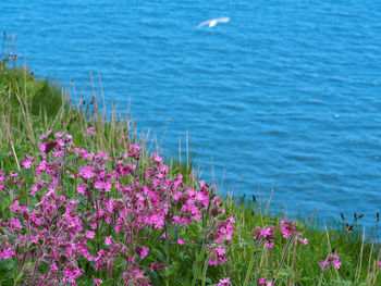 Red campion flowering on a cliff top with a gull and blue sea in the background