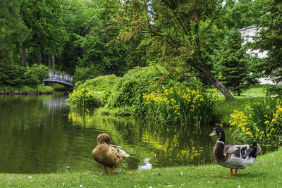 Ducks near the pond on a bright summer day.