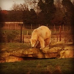 Elephant on stone wall