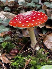 Petit champignon dans la forêt 