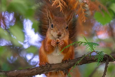 Close-up of squirrel on tree