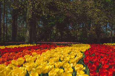 Tulips in park