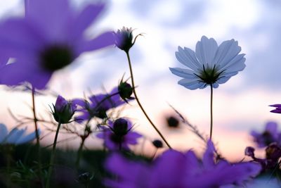 Close-up of purple flowers