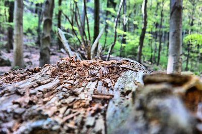 Close-up of tree trunk in forest