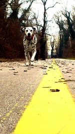 Dog on street