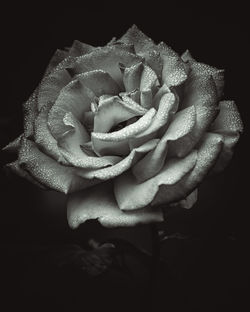 Close-up of rose against black background