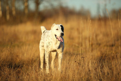 Dog running in field