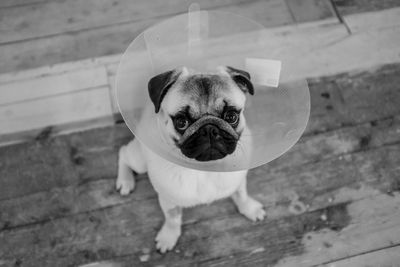 Portrait of pug with protective cone collar