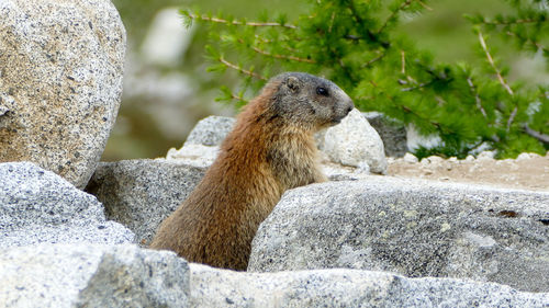 Side view of an animal on rock