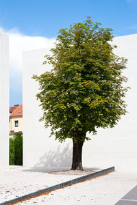 Tree by building against clear sky