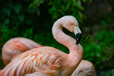 Close-up of a bird