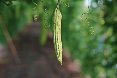 Close-up of leaf hanging on plant