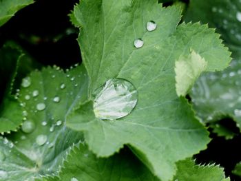 Close-up of water drops on leaves