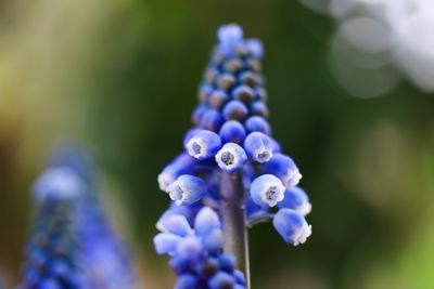 Close-up of purple flowering plants