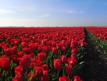 Red tulips in field