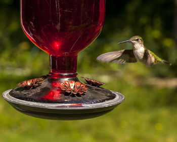 Close-up of bird flying