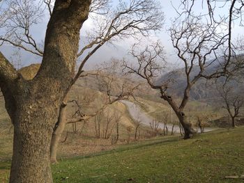 Bare trees on landscape against sky