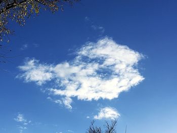Low angle view of trees against blue sky