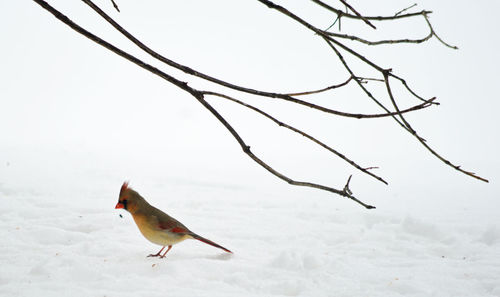 Close-up of bird on snow against sky