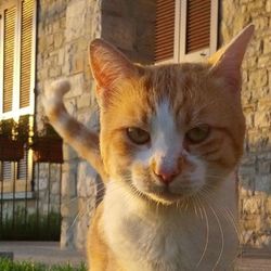 Portrait of cat