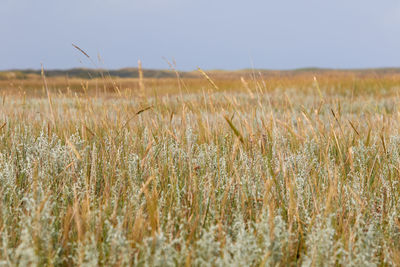 Scenic view of wheat field against sky