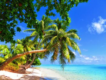 Palm trees on beach against blue sky