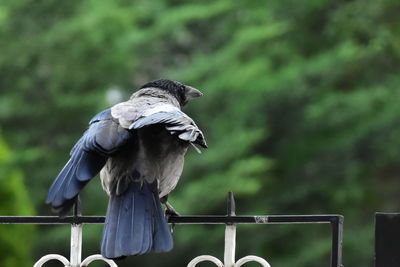 Bird perching on railing