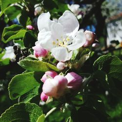 Close-up of white flowers